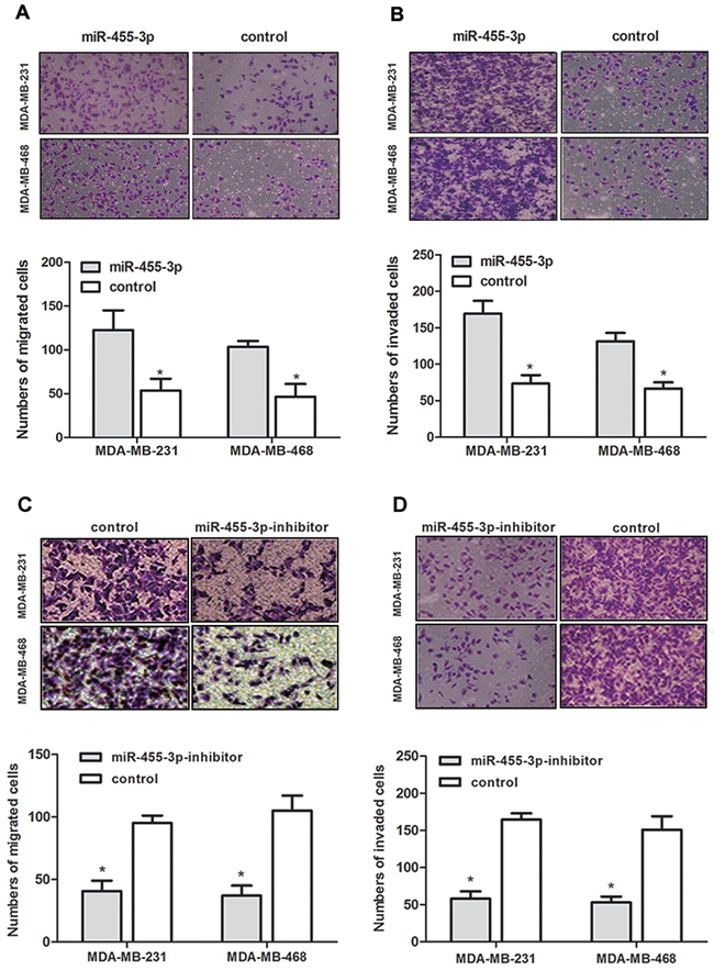 Overexpression of miR-455-3p promoted migration and invasion of TNBC cells in vitro.