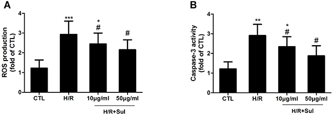 Sulodexide pretreatment protected against hypoxia/ reoxygenation injury in HK-2 cells.