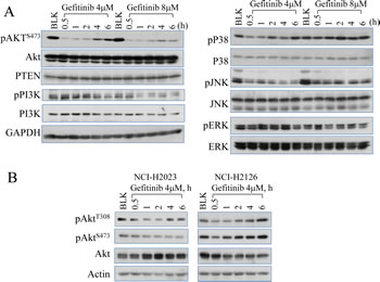 Gefitinib treatment on Akt inhibition and recovery.