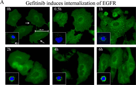 Gefitinib inhibits EGFR constitutively and substantially.