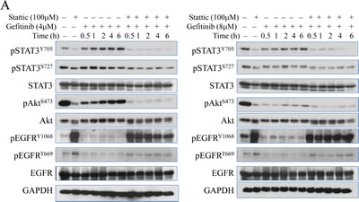Chemical inhibitor and gene silencing of STAT3 suppresses succeeding recovery of Akt activation after gefitinib treatment.