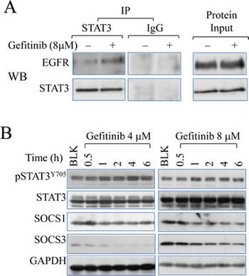 Gefitinib promotes EGFR-STAT3 interaction.