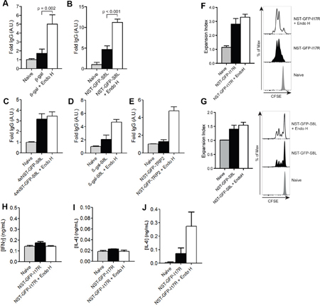 Influence of N-glycosylation on the induction of a humoral immune response.