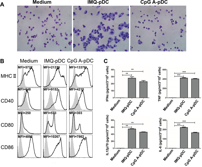 Morphologic, phenotypic and functional changes of pDCs after activation with IMQ and CpG.