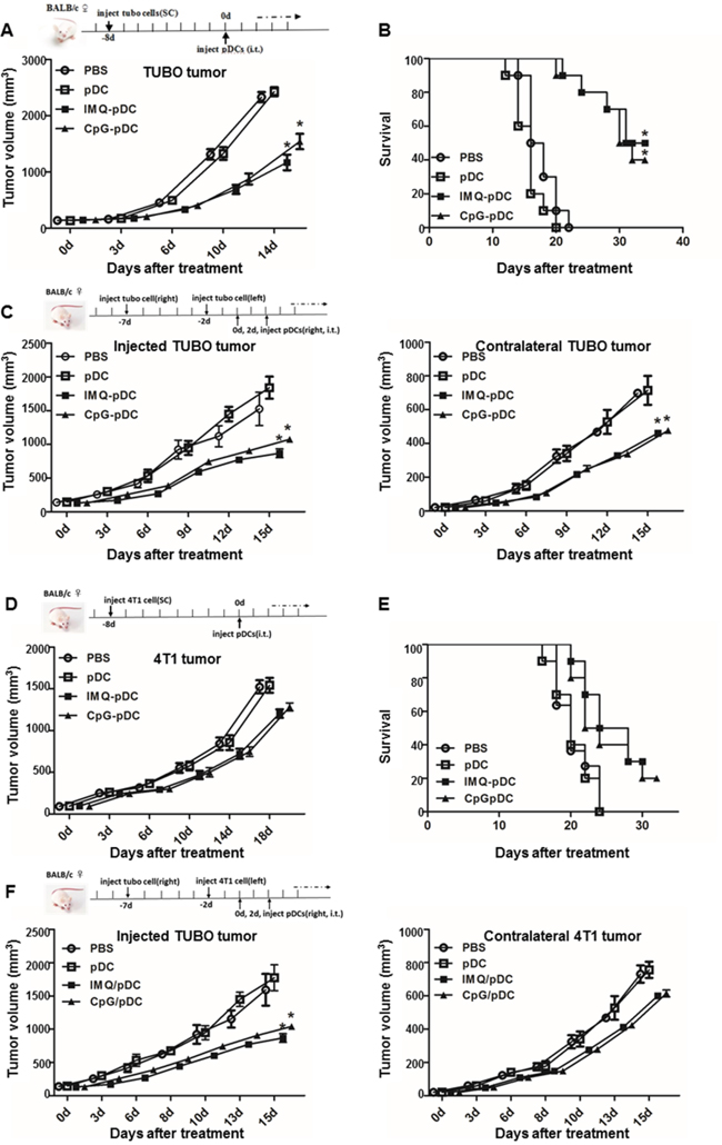 Administration of activated pDCs induces systemic anti-tumor activity.