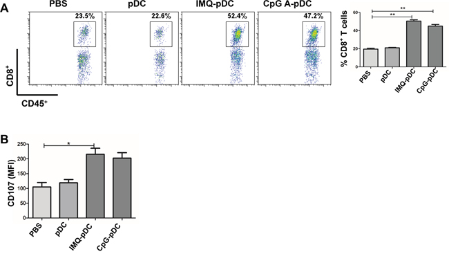 The role of CD8+ T cells in the anti-tumor activity of pDCs.