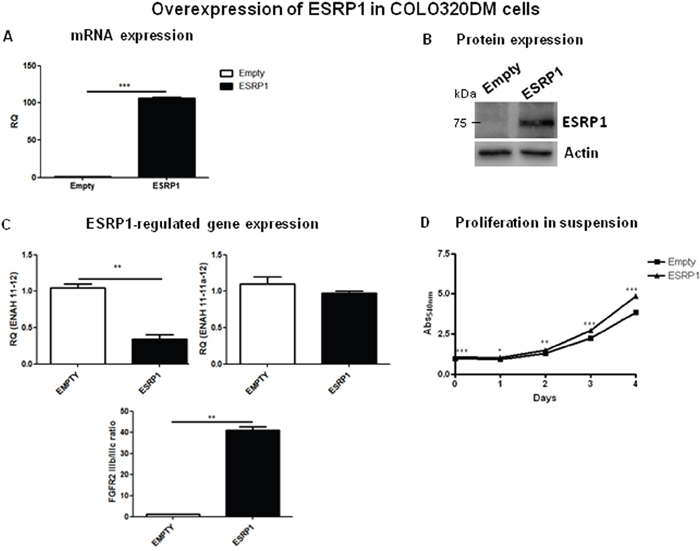 Overexpression of ESRP1 in COLO320DM cells.