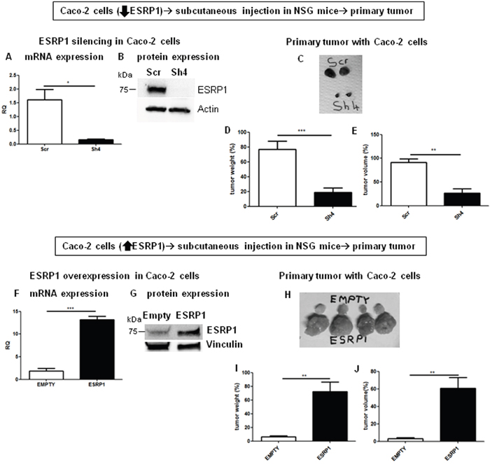 ESRP1 overexpression promotes tumor growth in NSG mice in vivo.