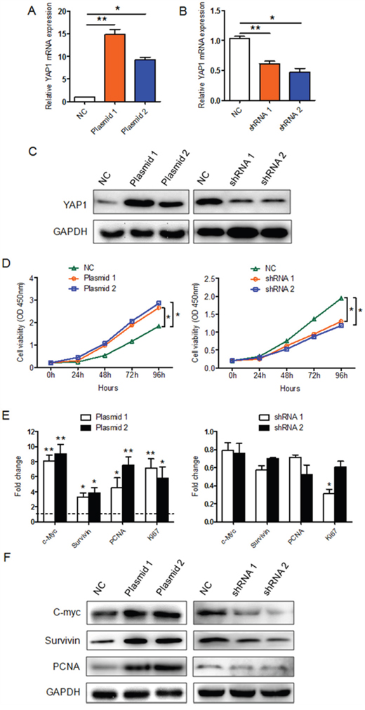 The effect of YAP1 on K1 cell proliferation in vitro.