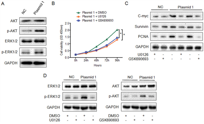 YAP1 enhances the proliferation of PTC cells by inducing the ERK/MAPK signaling pathway.