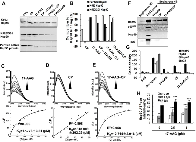 17-AAG and CP had affinity to Hsp90 and suppressed Hsp90 ATPase activity in vitro.