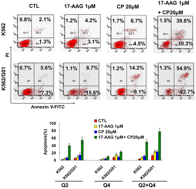 17-AAG and CP induce apoptosis synergistically in imatinib-sensitive and -resistant CML cells.