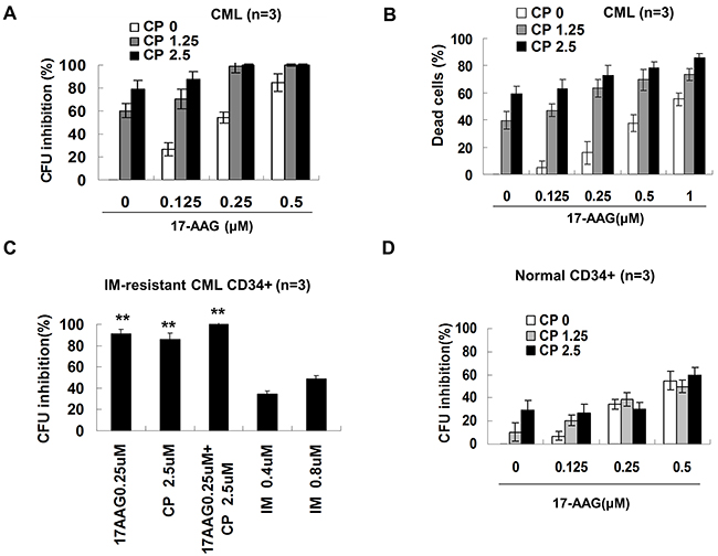 Effects of 17-AAG and CP on the survival of human progenitor cell.