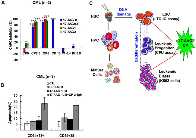 Effects of 17-AAG and CP on CML primitive and committed progenitors.