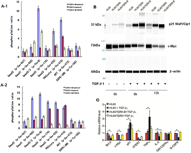 T&#x03B2;RII is deficient in inducing phosphorylation of TGF-&#x03B2;1/Smad pathway members and the expression of downstream target proteins.