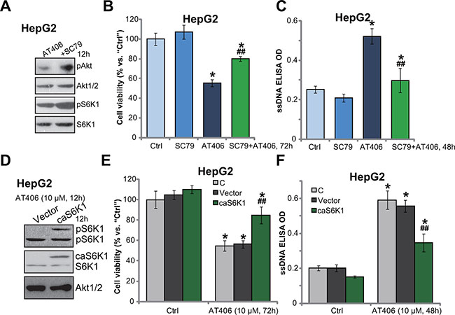 Force mTOR activation decreases AT406&#x2019;s sensitivity in HCC cells.