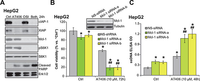 OSI-027 downregulates Mcl-1 to overcome AT406&#x2019;s resistance.