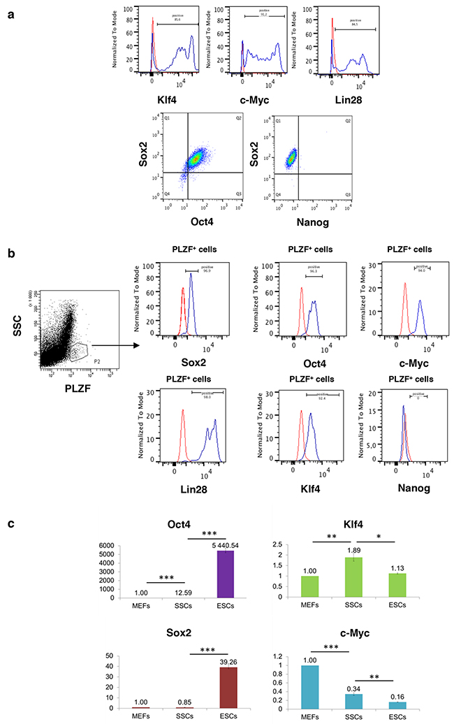 Reprogramming factors that induce pluripotency are expressed in spermatogonial progenitors except Nanog.