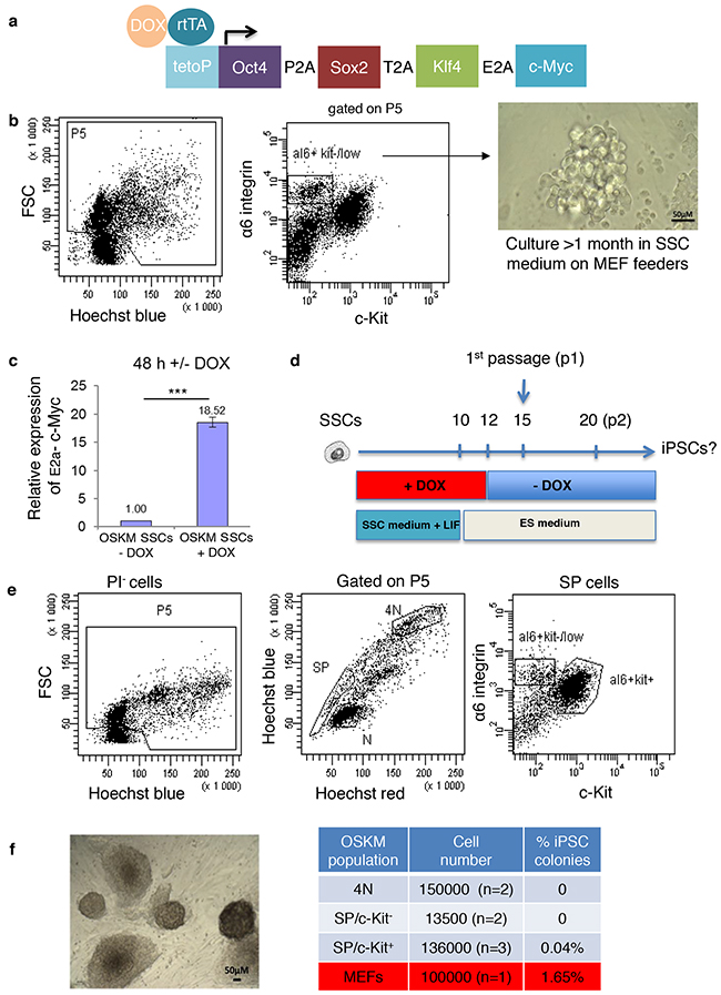 Effects of the overexpression of reprogramming factors after doxycycline induction.