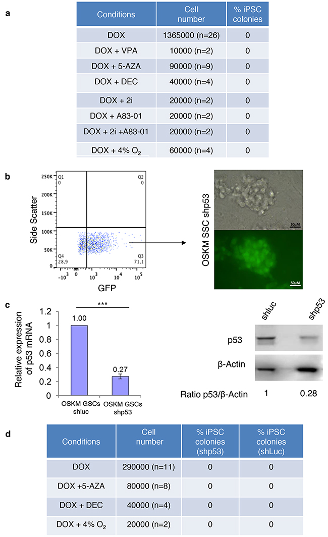 SSCs cultures are not prone to reprogramming even in the presence of small molecules or when p53 activity is diminished.