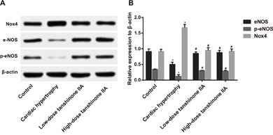 The expressions of eNOS and p-eNOS (Ser1177) in the myocardial tissue of the rats in the cardiac hypertrophy, low-dose tanshinone IIA, high-dose tanshinone IIA and control groups.