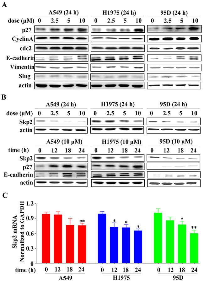 YF-18 treatment leads to Skp2 down-regulation and its targets p27 and E-cadherin up-regulation.