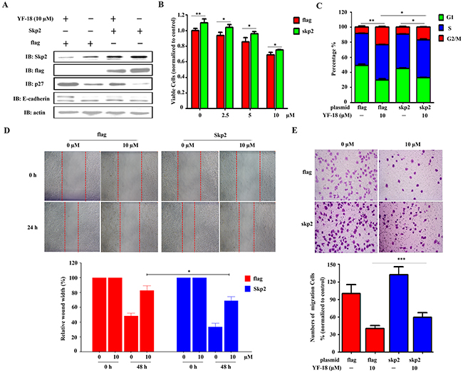 Over-expression of Skp2 attenuates YF-18 induced proliferation inhibition, G2/M phase accumulation and migration suppression.