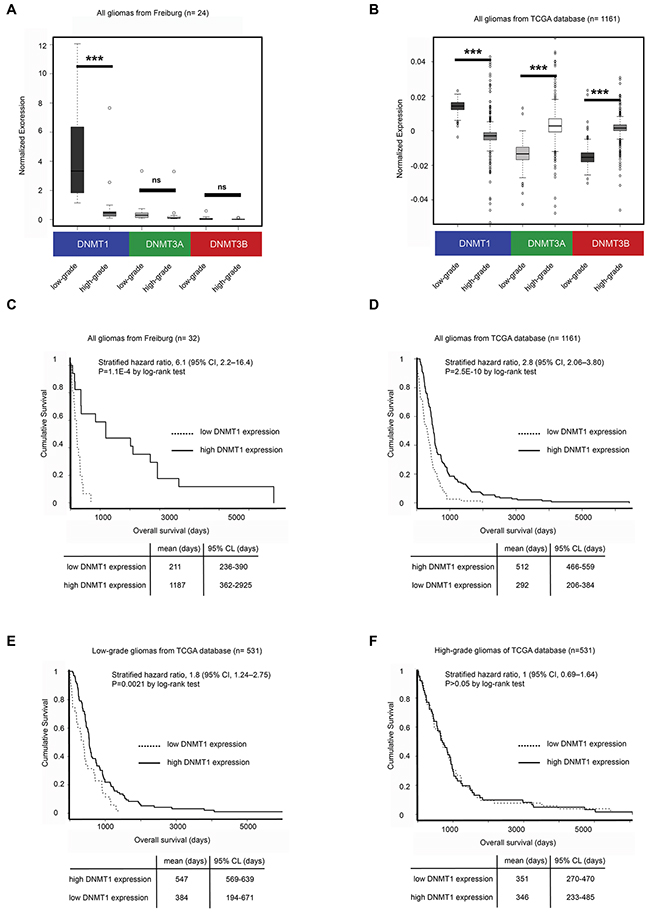 DNMT1 expression is high in low-grade gliomas and is associated with improved survival and global DNA methylation.