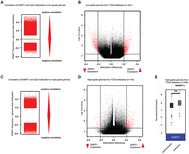 DNMT1 expression is associated with high global DNA methylation in gliomas.