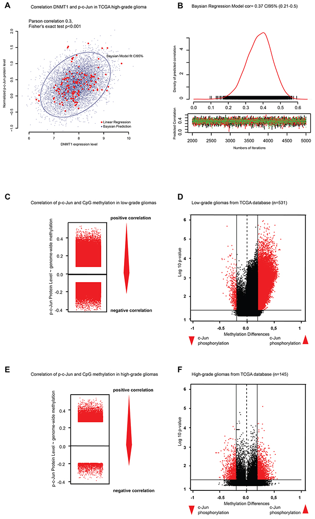 c-Jun phosphorylation correlates with DNMT1 expression and genome-wide methylation.
