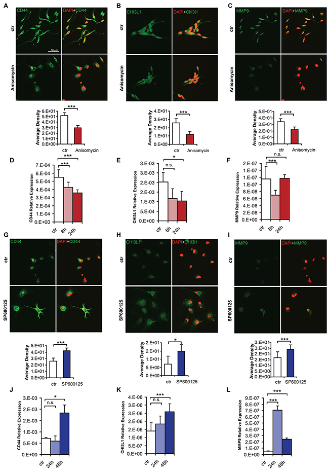 C-Jun phosphorylation regulates expression of key mesenchymal genes.