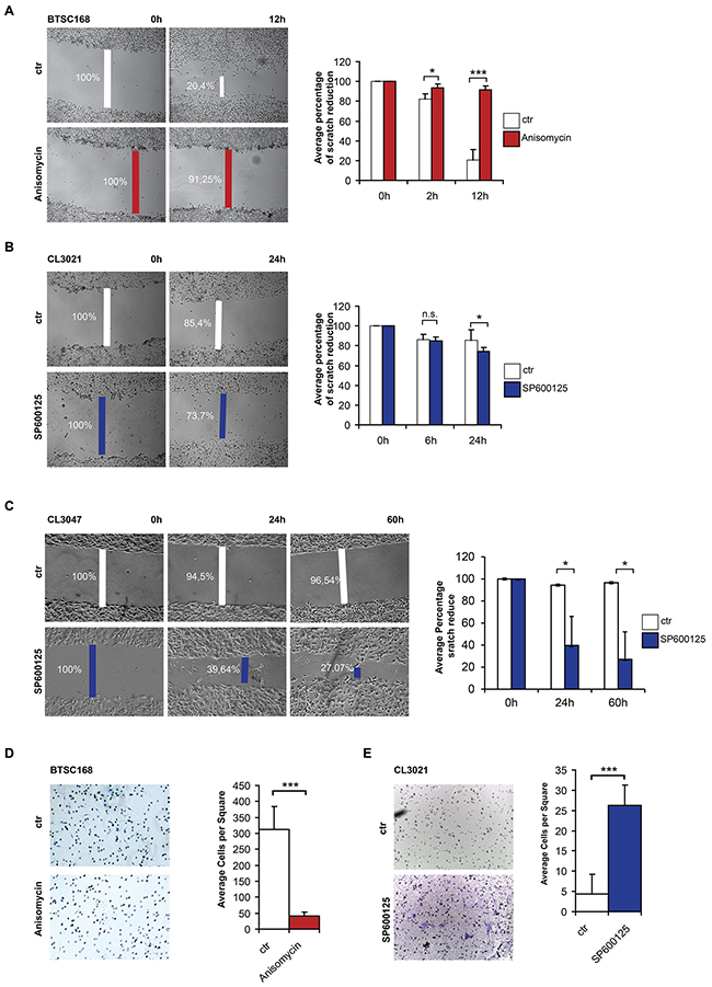 C-Jun phosphorylation reduces cell migration and invasion.