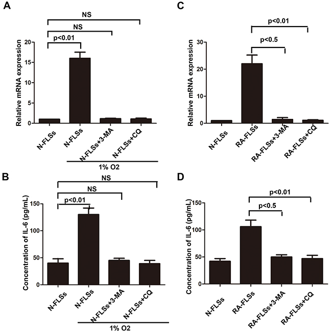 Autophagy mediated the up-regulation of IL-6 in RA-FLSs.