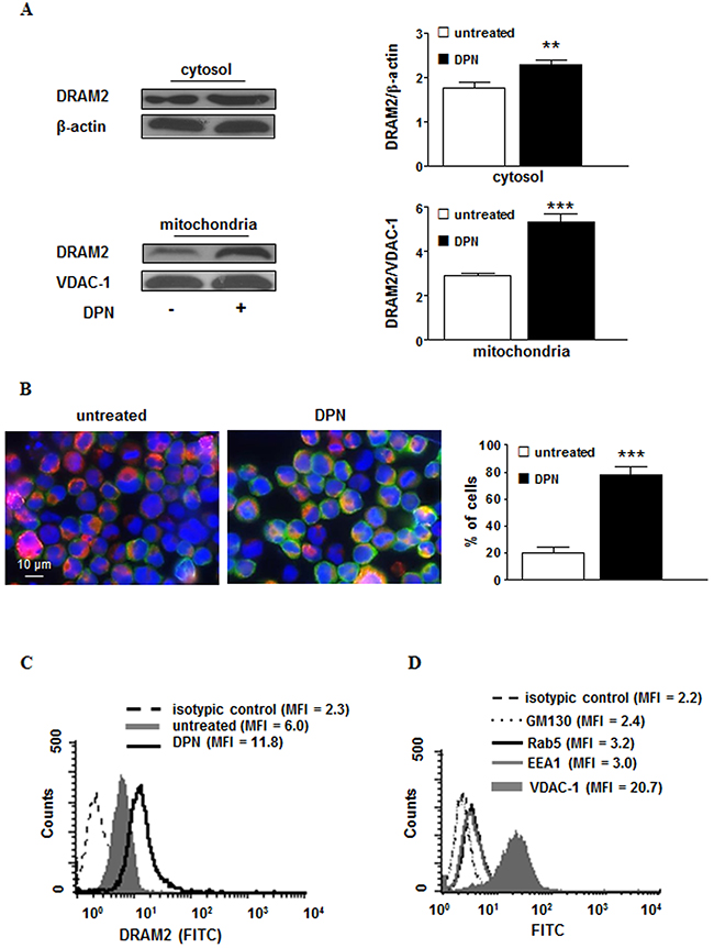 Cellular expression and localization of DRAM2 in HL cells after DPN treatment.