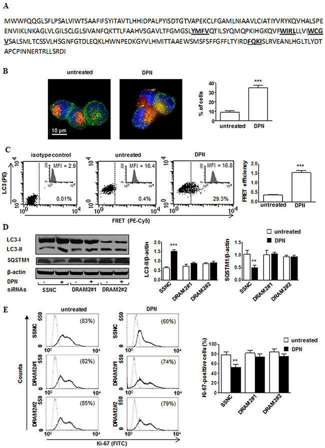 DPN-mediated induction of autophagy and inhibition of proliferation is mediated by DRAM2 in HL cells.