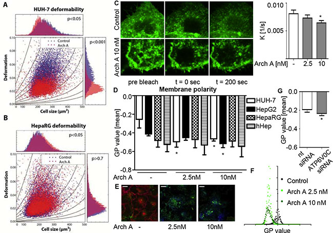 Arch A changes biophysical properties of HCC cells.