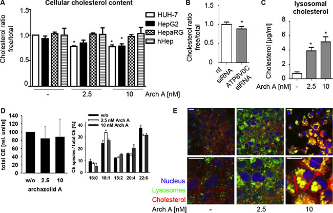 Arch A alters cholesterol metabolism in cancer cells.