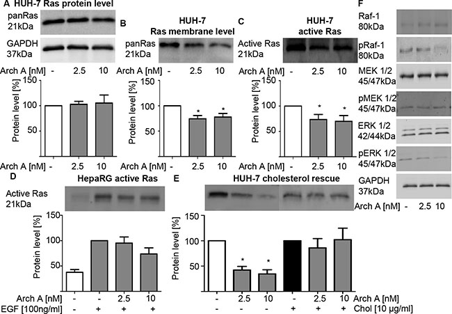 Arch A induced changes lead to reduced Ras/Raf/MEK/ERK signaling.