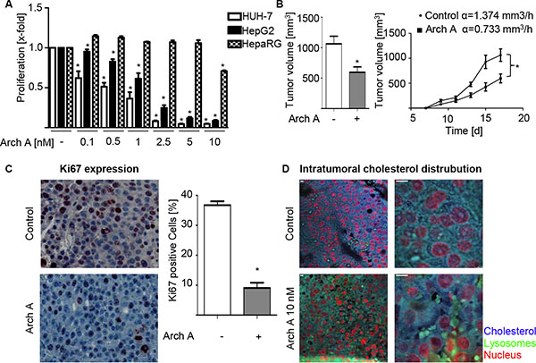 Arch A leads to reduced proliferation in vitro and in vivo.