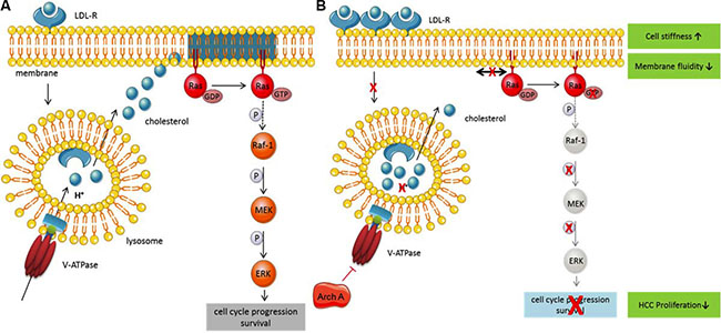 Archazolid, a novel, bidirectional approach in targeting HCC.