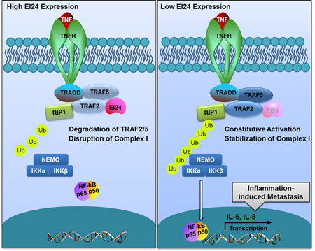 Proposed model of EI24-mediated suppression of tumor progression through the alleviation of NF-&#x3ba;B signaling.