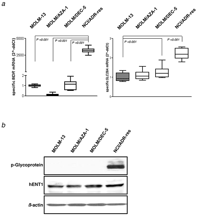 Assay for the MDR1 gene expression.