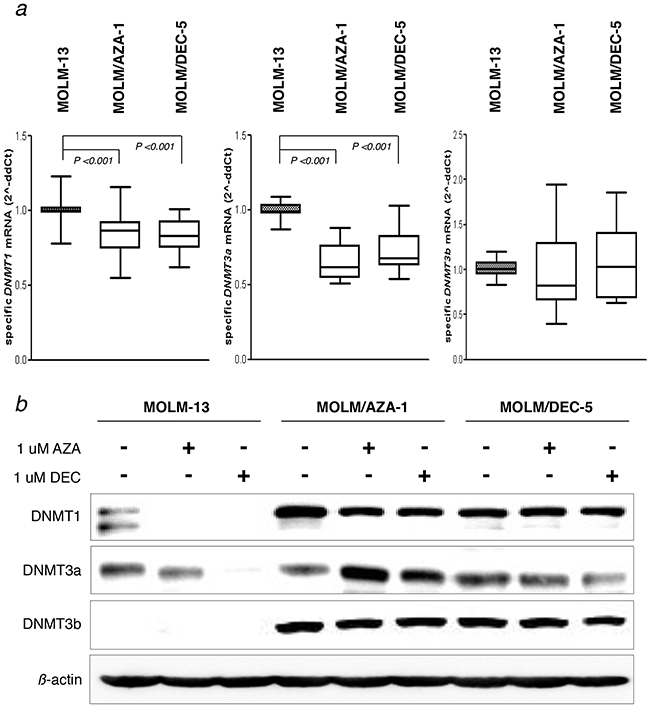 Expression of DNMT family proteins.