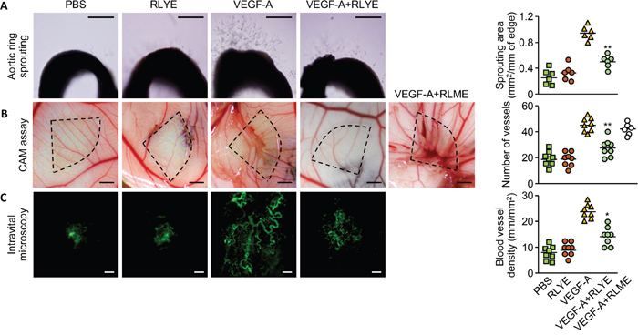 Figure 1. RLYE inhibits angiogenesis ex vivo and in vivo.