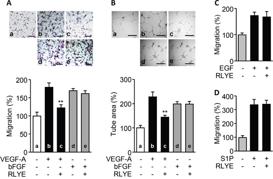 RLYE inhibits in vitro angiogenesis induced by VEGF-A, but not bFGF, EGF, and S1P.