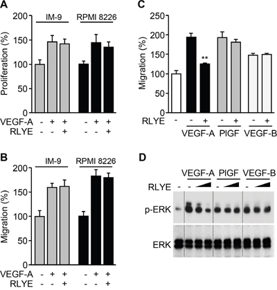 RLYE inhibits in vitro angiogenic events induced by VEGFR-2, but not VEGFR-1.