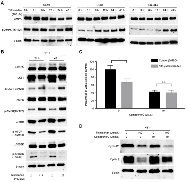 Telmisartan induces cell cycle arrest via activation of the AMPK pathway and suppression of mTOR signaling.