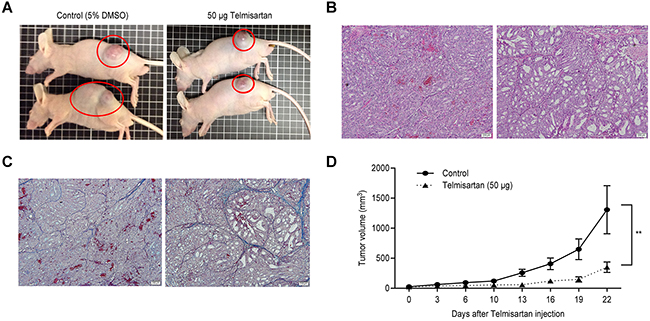 The growth of OE19-derived tumors in mice treated with telmisartan is inhibited.