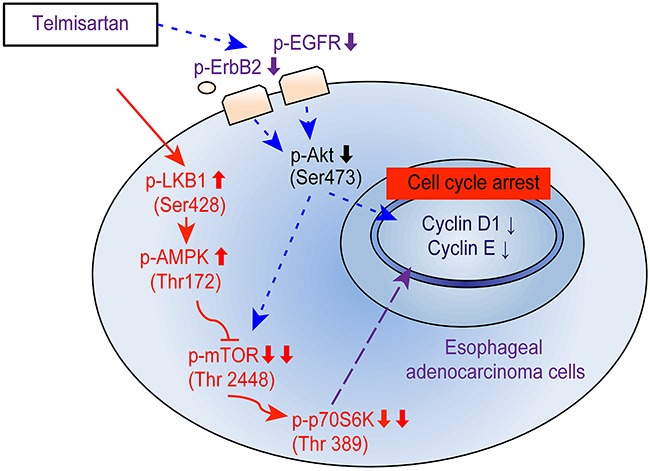 Schematic model for telmisartan inhibition of cell proliferation and G1 cell cycle progression in EAC cells.