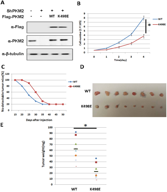 Succinylation at K498 of PKM2 suppresses cell proliferation and tumor growth.